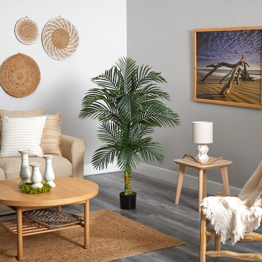 5.5ft. Potted Double Robellini Palm Tree